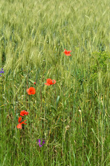 Red poppies, vetch and field of grass on a field of wheat.