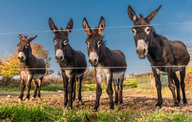 A pretty donkey family father mother and two children living on the pasture in the sun in autumn near Marburg in Germany.