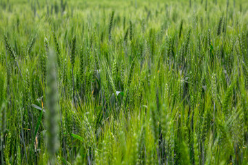 Green ears of wheat in a field. Ukrainian wheat - field with ears.