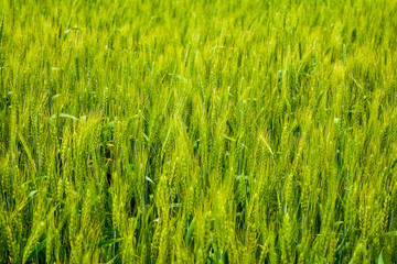 Green wheat in the field.