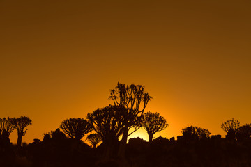 Sunset view of quiver tree forest at Garas