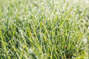 Gras mit Tautropfen