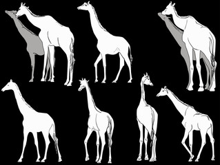 nine giraffes isolated on black