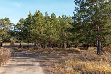 field road in a pine forest