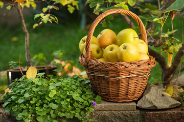 Wicker Basket with Yellow Apples in the Garden.