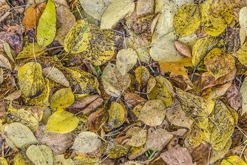 colorful leaves at the ground