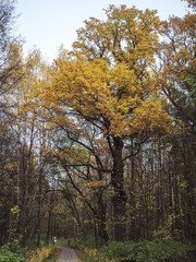 Huge old oak tree in autumn park