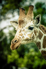 Portrait of giraffe while rumbling with acacia leaves