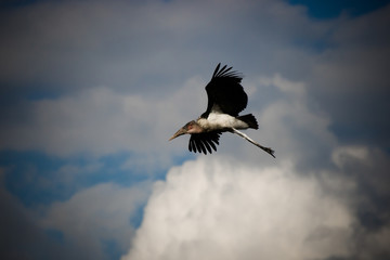 Young marabou flying along the lake of Nakuru #1