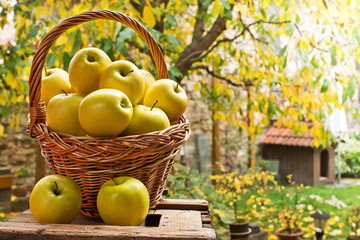Wicker Basket with Yellow Apples in the Garden.