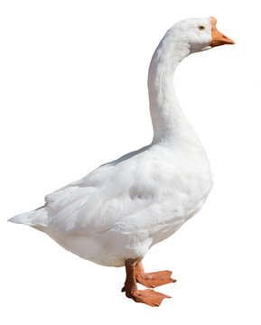 isolated pure white goose