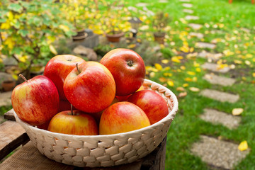 Red Apples in the Bowl in the Garden.