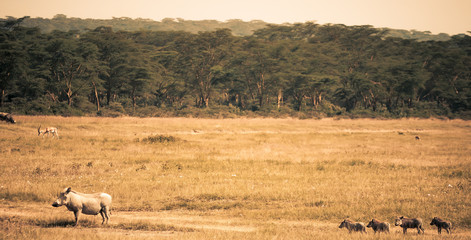 Naklejka na ściany i meble warthog with their puppies along the lake Nakuru