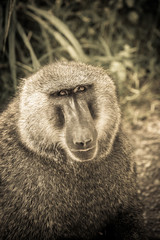 Nakuru's baboon social life while performing regular entertainment activities #6