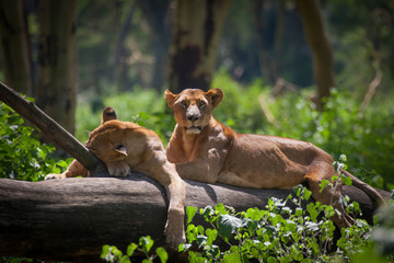 Lioness resting on an acacia trunk #1 - obrazy, fototapety, plakaty