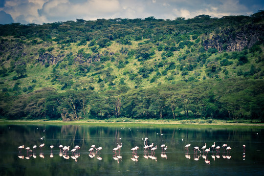 Group of flamingos fishing in Nakuru Lake