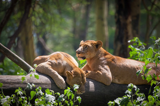 Lioness resting on an acacia trunk #2