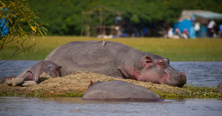 Hippopotamus rests on the shore of Lake Naivasha