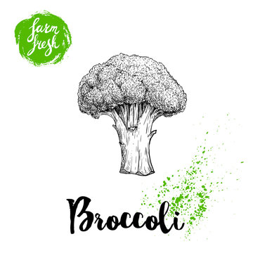 Hand drawn sketch style broccoli. Fresh farm vegetables vector illustration.