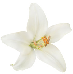 Fototapeta na wymiar light lily bloom isolated on white