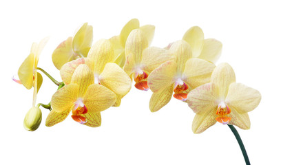 isolated gold orchid flowers with red dots