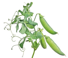 three large pea pods with green leaves on white