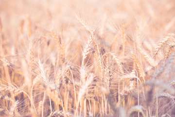 Photo of spikelets on blurred background