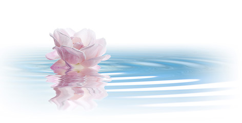 Obraz na płótnie Canvas flores sobre agua