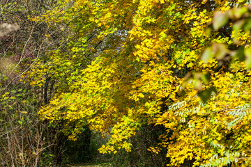 Beautiful autumn rural scene