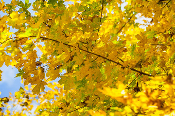 Beautiful autumn rural scene
