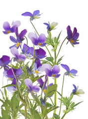 Fototapeta na wymiar group of pansy blue isolated flowers