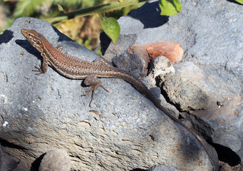 brown tenerife lizard basking on a rock in sunlight