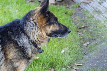 the dog on the background of green grass. German shepherd