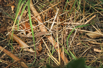 Little lizard in autumn park