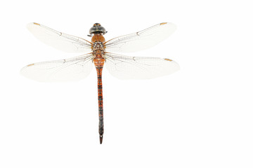 Dried dragonfly isolated on white