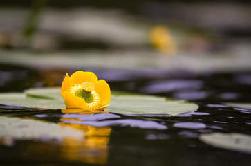 Flower in a smal lake