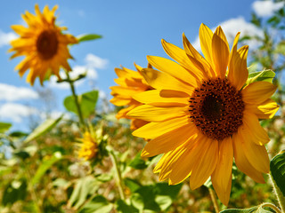 Beautiful bright yellow sunflower on blue sky background