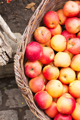 Basket with apples, apples, pattern, garden, autumn, crop, vertical, soft selective focus