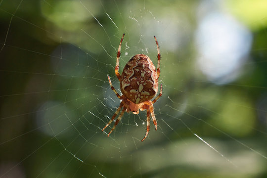 Spider in its network.