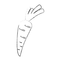 Carrot fresh vegetable icon vector illustration graphic design