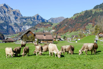 Obraz premium Rural landscape at the village of Engelberg on Switzerland