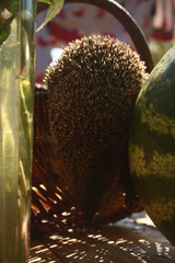 hedgehog and basket in the garden