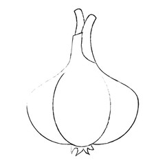 Garlic fresh vegetable icon vector illustration graphic design