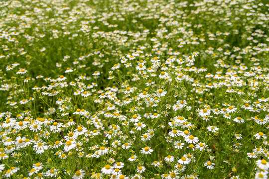Blooming chamomile on the field