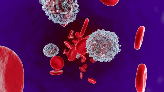 Anatomically correct Erythrocytes and Monocyte cells flowing in the blood stream.
