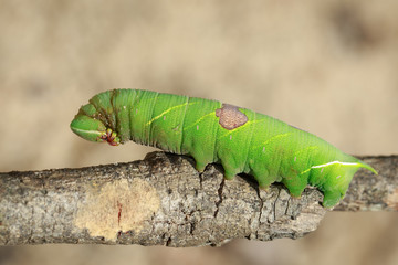 Image of green caterpillar on a branch. Insect. Animal
