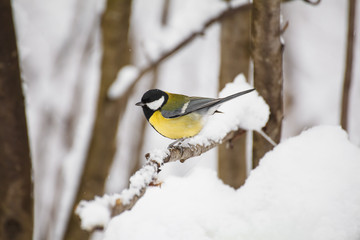 Tomtit bird portrait