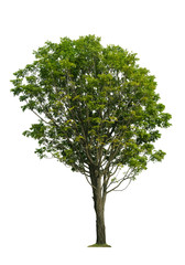 Fototapeta na wymiar tree isolated on white background.