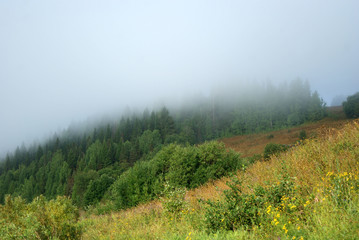 A foggy mist over a forest glade. In the foreground is a flowering meadow, the tops of trees in the background are lost in the haze.
