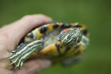 Red eared slider turtle close up portrait with shallow depth of field. Trachemys scripta elegans.. turtle in the hands of a girl